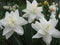 Spring flowers: narcissus White Medal