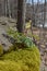 Spring Flowers at Niagara Glen, natural rock formation