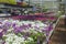 Spring flowers open air freshly organized with organic growing in michigan seasonal planter racks in greenhouse of local plants.