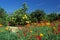 Spring flowers in Orange Groves, Ventura County, CA