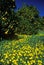 Spring flowers in Orange Groves, Ventura County, CA