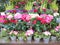 Spring Flowers Outdoor display Florist Prices Euro France