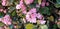 Spring Flowers - Pastel Pink Begonias