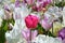 Spring flowers, pastel tulips and daffodils in pink and white colors