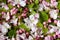 Spring flowers, pink and white flowers of blooming apple tree, buds, top view. Spring blossom, floral background