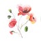 The spring flowers poppy painting watercolor isolated