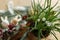 Spring flowers in pot on background of wooden table with easter decor. White muscari blooming in flowerpot close up. Festive