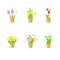 Spring flowers in pot. Flat design red tulips, white snowdrops, yellow primrose