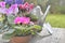 Spring flowers potted on a gardening table