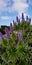 Spring Flowers - Pride of Madeira against the Blue Sky