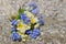 Spring flowers. Primula and forget me not.