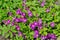 Spring flowers - Primula juliae