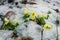 Spring flowers Primula vulgaris under the snow