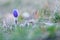 Spring flowers Pulsatilla Grandis on a meadow. Purple flowers on a meadow with a beautiful bokeh