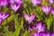 Spring flowers, purple crocuses, bloom in the garden on a sunny day