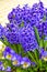 Spring Flowers, Purple Hyacinths and Pansies