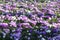 Spring flowers purple white field