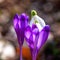 Spring flowers, rare violet crocus or saffron and white snowdrop or galanthus, natural outdoor background, macro image