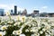 Spring flowers on roof top in front of city skyline of montreal canada