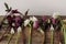 Spring flowers rustic still life. Beautiful helleborus, muscari, daffodils on aged wooden background. First spring flowers