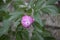 Spring flowers series, beautiful pink peony flowers in garden