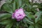 Spring flowers series, beautiful pink peony flowers in garden. Big peony bud. Peonies macro. The care of garden plants. Landscape