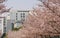 Spring flowers series, Cherry Blossom in Tongji University