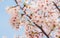 Spring flowers series, Cherry Blossom in Tongji University