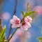 Spring flowers series, peach blossoming