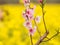 Spring flowers series, peach blossoming in rapeseed field