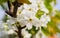 Spring flowers series, pear blossom in field