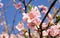 Spring flowers series, pink peach blossoming