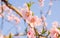 Spring flowers series, pink peach blossoming