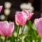 Spring flowers series, pink tulips