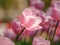 Spring flowers series, pink tulips