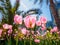 Spring flowers series, pink tulips