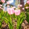 Spring flowers series, pink tulips