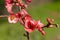Spring flowers series, red flowers on the branches flowering chaenomeles speciosa chinese quince flowers