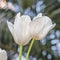 Spring flowers series, twin white tulips in field