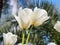 Spring flowers series, twin white tulips in field