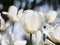 Spring flowers series, white tulips