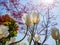 Spring flowers series, white tulips