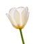 Spring flowers series, white tulips against strong sun shine, ve