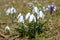 Spring flowers, snowdrops