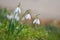 Spring flowers - snowdrops. Beautifully blooming in the grass at sunset. Amaryllidaceae - Galanthus nivalis