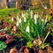 spring flowers snowdrops blooming white