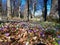 Spring flowers spring crocus (Crocus vernus) and common snowdrop (Galanthus nivalis)