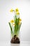 Spring flowers still life blooming daffodils