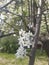 Spring and flowers on treas. Flower in Moscow in period coronavirus