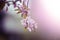 Spring flowers on a tree closeup with blurred background